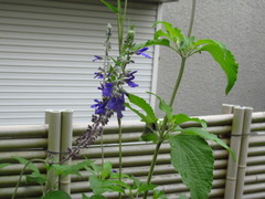 IMG_6608.JPG
