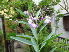 IMG_6609.JPG